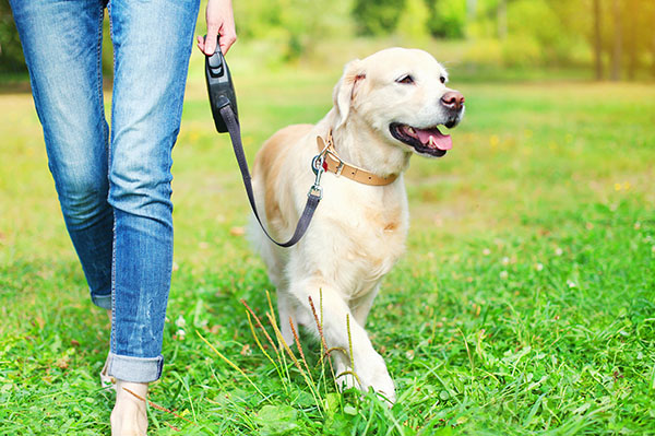 Liability Concerns for Dog Owners