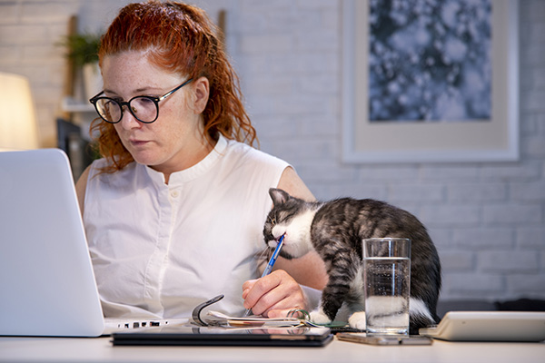 Woman working from home kitten playing with her pen