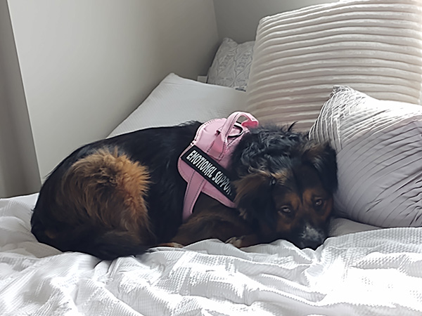 Emotional Support Animal Resting on Bed